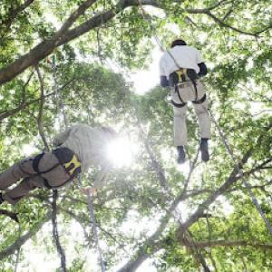 Emerald Tree & Shrub Care Company