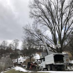 Adler Tree & Landscaping Service