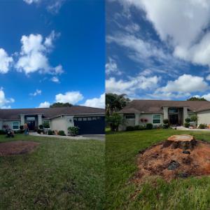 Tree Service Davenport FL