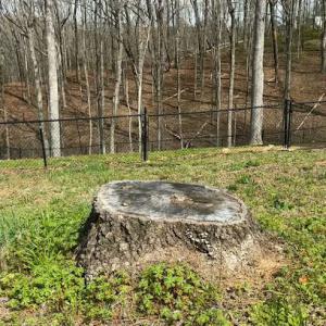 North Georgia Stump Removal
