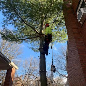 Hilltop Tree Services