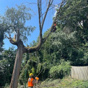 TimberJack Tree Service