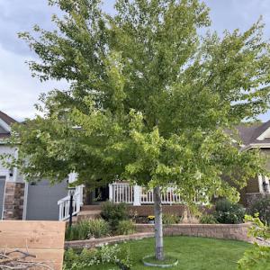 Black Widow Tree Specialists