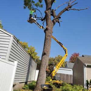 Kansas Tree Experts