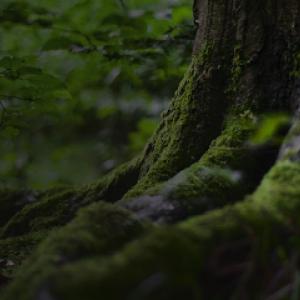 Family Land & Tree Service