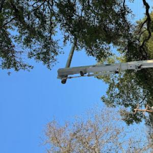 T.Q. Tree Management