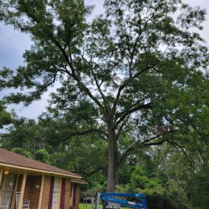 Around The Corner Tree Service