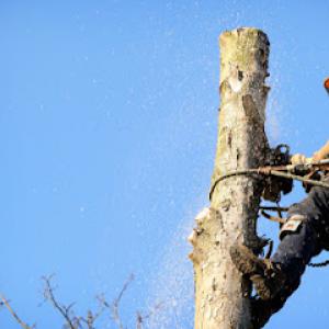 New Horizons Tree Service