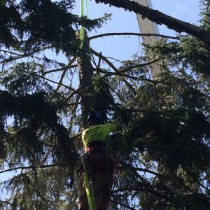 Duluth Tree Service