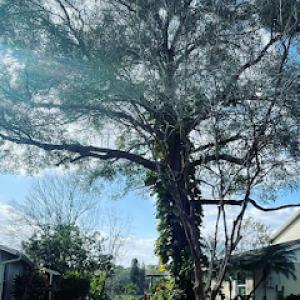 EB Trees & Landscape