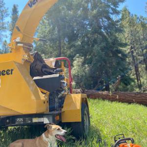 Durango Tree Care