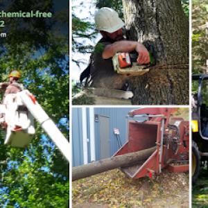 Glastonbury Tree Service
