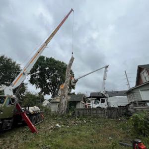 Lansing Tree Service