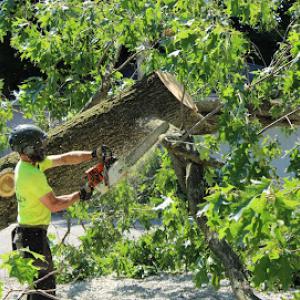 Main Tree Service