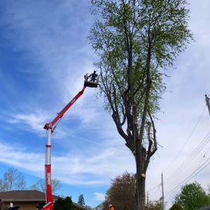 Fischer Tree & Stump Removal