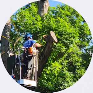 Beyer Enterprises Tree Service