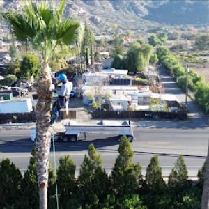 Arce's El Cajon Tree Service