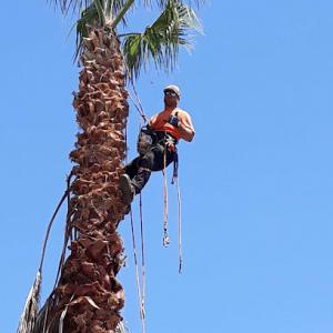 Superior Tree Service