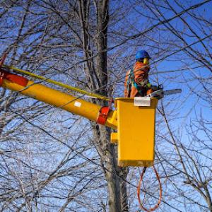 Folsom Tree Services