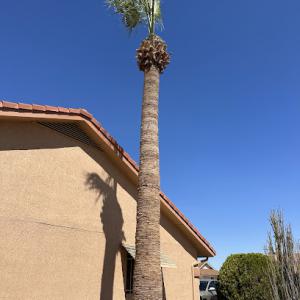 Phoenix Sunrise Palmtree Service
