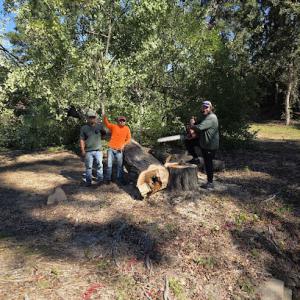 Holley's Tree Service