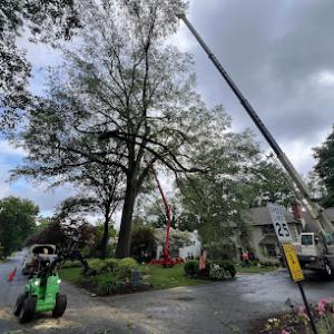 Rubio's Tree Services & Landscaping