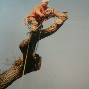 Elk Grove Tree Removal