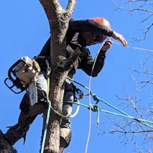 Mario Alonzo Tree Service