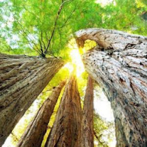 Affordable Arbor Care