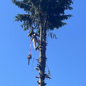 Holy Heights Tree & Stump Removal