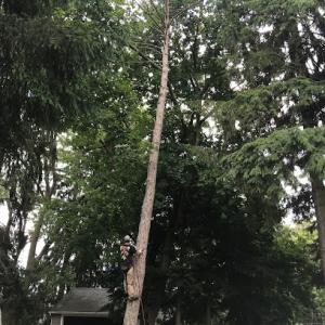 D&K Tree Services