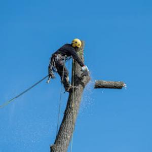 Professional Tree Services