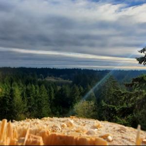 Hew Wood Tree Service