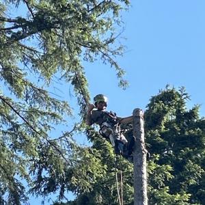 Evergreen Tree Services