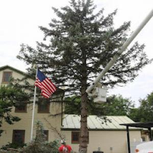 C & S Tree Service