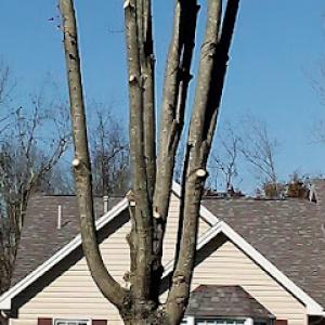 Andrew Parker Tree Service
