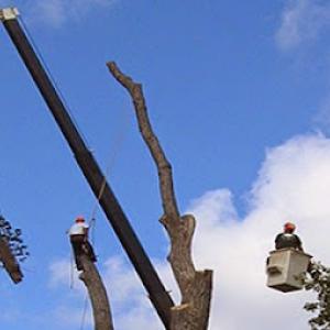 All Around Landscape & Tree Service