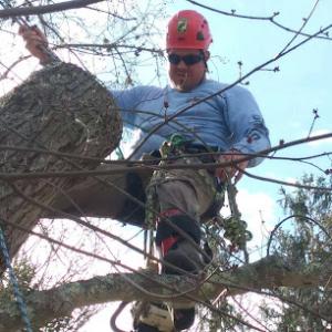 Cook's Tree Care