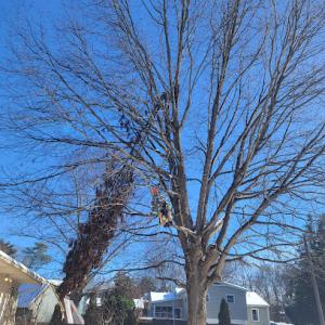 Branch Out Tree Service