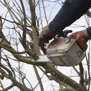 Stonewall Tree Service Fayetteville