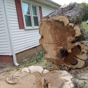 Whitfield Tree Service