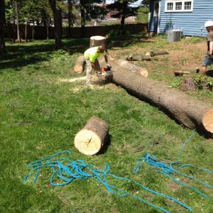 Witsken Tree Removal