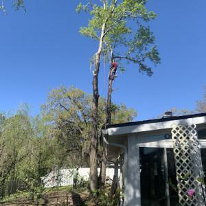 Spencer Tree Specialist