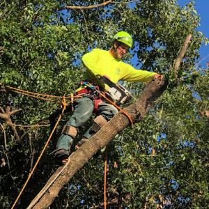Tree Cutters of Florida