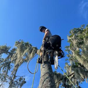 Tree Canopy Experts