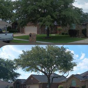 Ash Tree Service