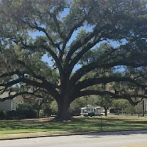 GreenTech Forestry & Tree Removal