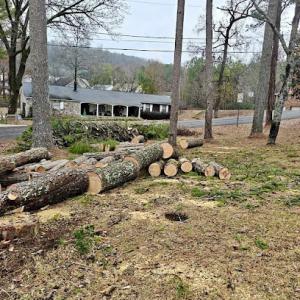 Tree Service Pearland Tx