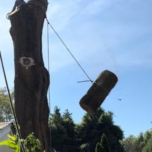 Top Dog Tree Service Chino