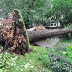 Eduardo's Tree Service